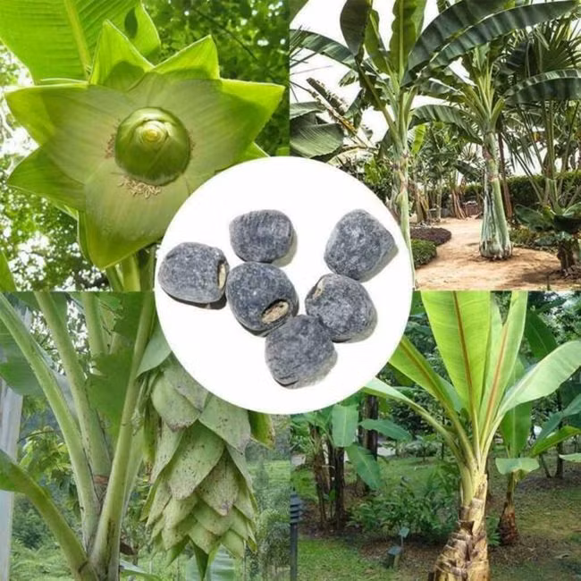 Ngoài ăn hằng ngày thì cây chuối này cũng được nhiều địa bàn dùng trong y học.