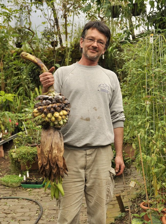 Sau khi cây mẹ chết đi, hạt rơi xuống thì cây con mới mọc lên rồi bắt đầu quá trình phát triển mới.