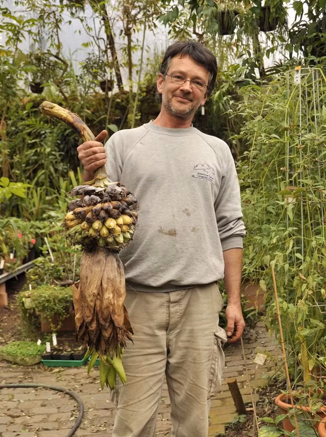 Sau khi cây mẹ chết đi, hạt rơi xuống thì cây con mới mọc lên rồi bắt đầu quá trình phát triển mới.