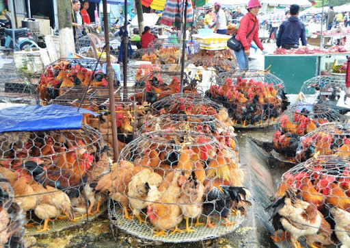 Mang bu ga ra via he cat tiet mo tuoi, o dich ngay truoc cua nha