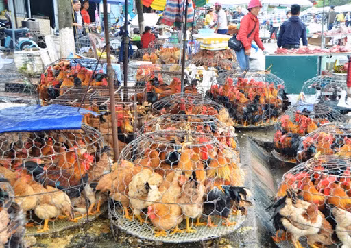 Mang bu ga ra via he cat tiet mo tuoi, o dich ngay truoc cua nha