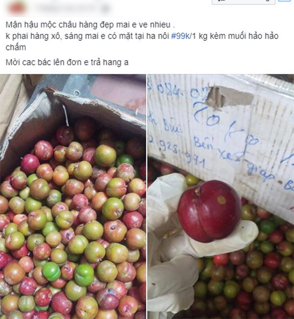 Loan gia man Moc Chau trai mua, tieu thuong nhet tui vai trieu/ngay-Hinh-3