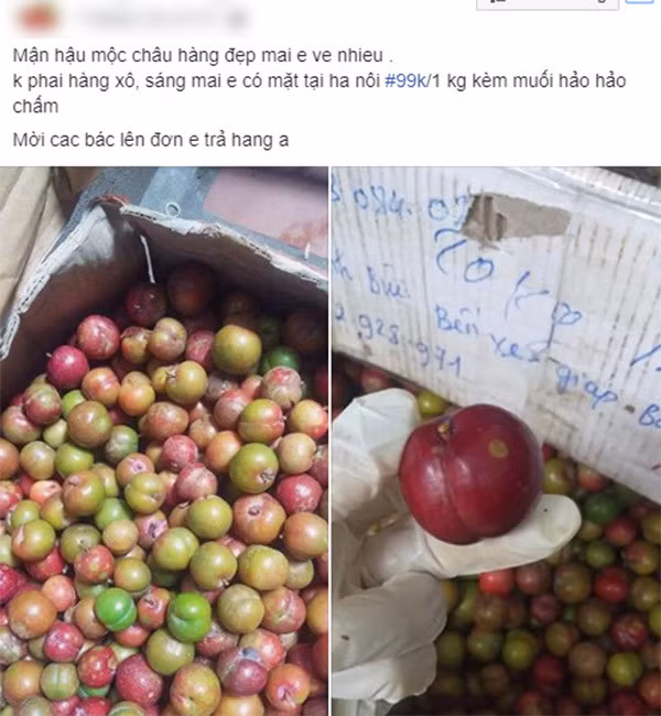 Loan gia man Moc Chau trai mua, tieu thuong nhet tui vai trieu/ngay-Hinh-3