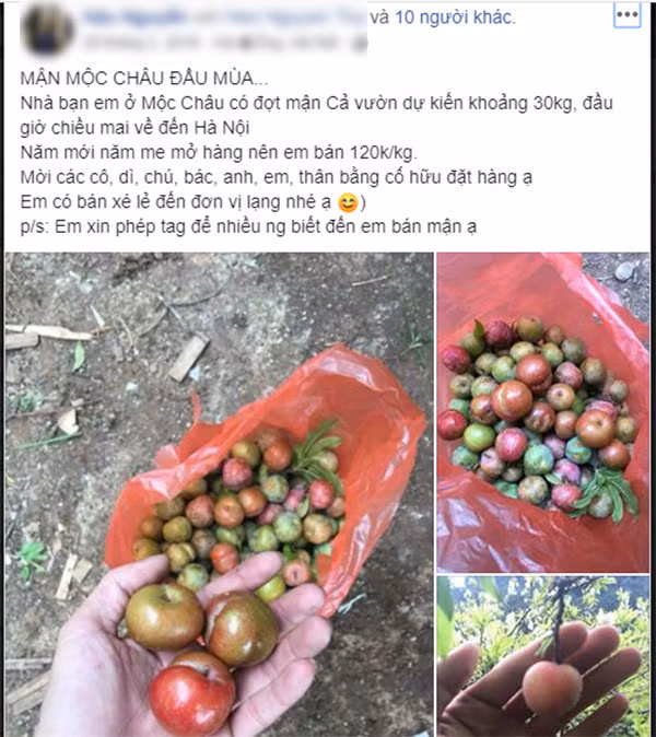 Loan gia man Moc Chau trai mua, tieu thuong nhet tui vai trieu/ngay-Hinh-4