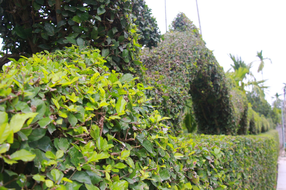 Chia sẻ về ý tưởng tạo ra linh vật Tết Nguyên đán cho năm mới 2024 (năm Giáp Thìn), ông Hải cho biết ý tưởng này đã được nuôi dưỡng từ 7 năm trước. 