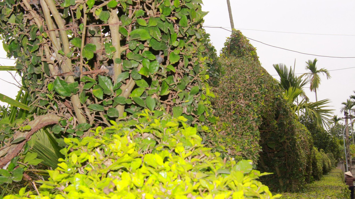 Hoàn thiện công trình để đời theo đúng tiến độ để đón chào xuân Giáp Thìn (năm con rồng), ông Hải hy vọng, linh vật con rồng sẽ đem lại nhiều điều may mắn cho gia đình và người thân. Cầu chúc cho mọi người một năm mới an khang-thịnh vượng và hạnh phúc. 