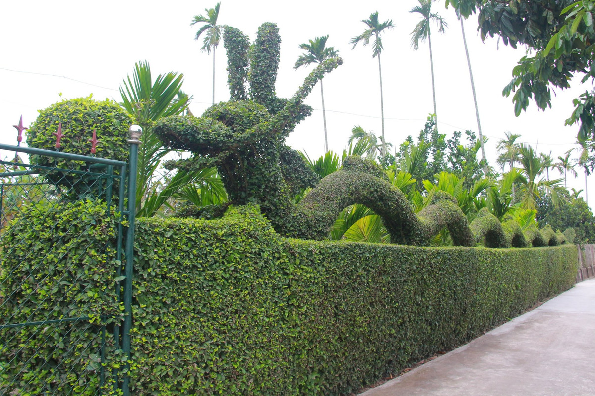 Đây không chỉ đơn thuần là tạo ra linh vật rồng chào đón xuân Giáp Thìn 2024 mà còn được xem là tác phẩm nghệ thuật để đời của ông Nguyễn Văn Hải (54 tuổi, xã Hải Bắc, huyện Hải Hậu, tỉnh Nam Định) với hơn chục năm làm nghề cắt, tỉa cây cảnh. 