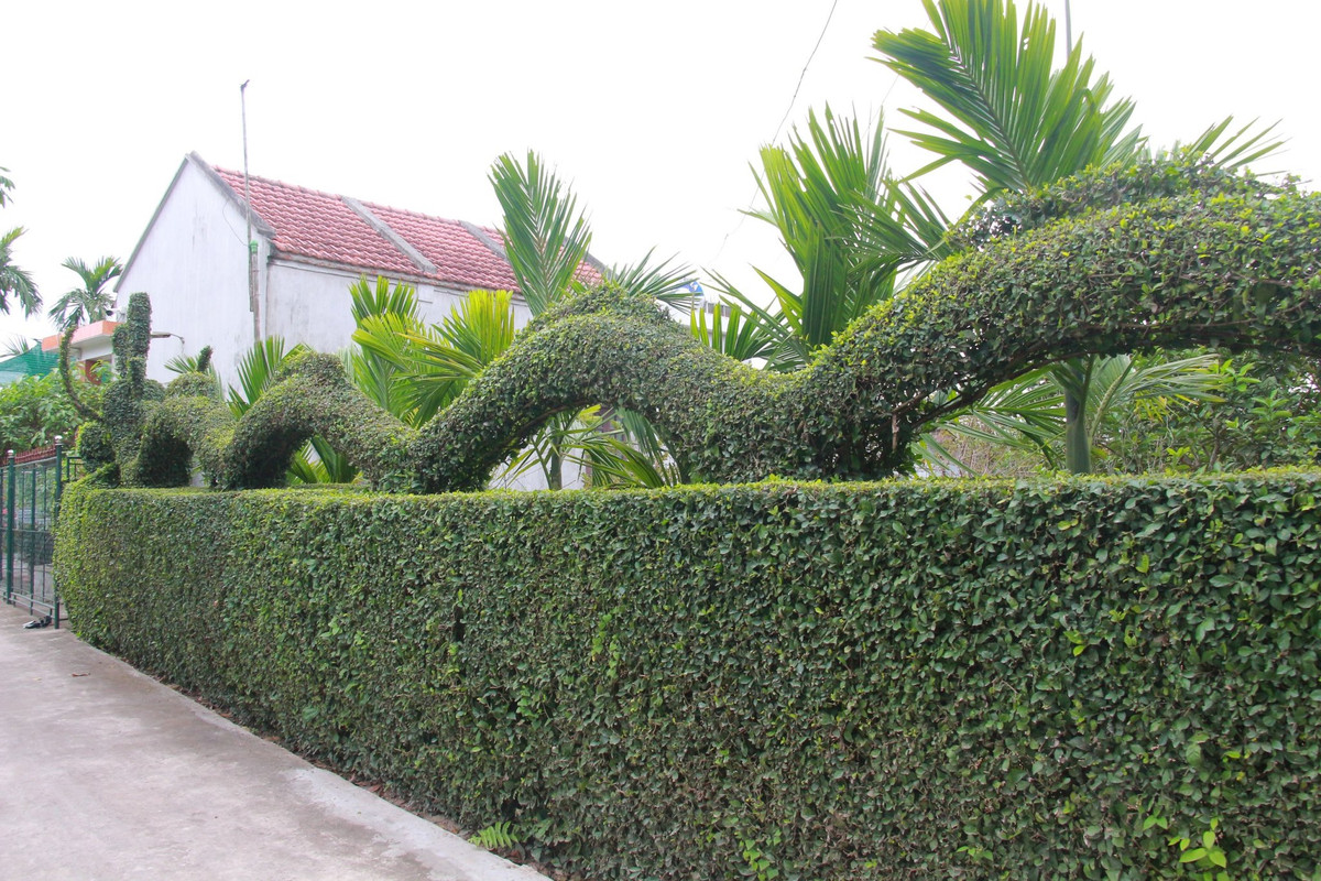 Vào năm 2016, bức tường rào của gia đình ông được trồng từ những cây duối dày đặc, con trai ông Hải đã có ý tưởng tạo tác con rồng trên hàng rào cây này. 