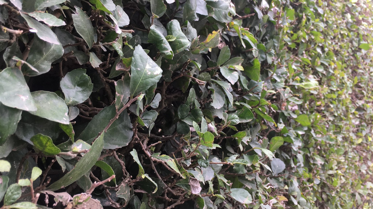 Lá duối màu xanh sẫm, mang sức sống mãnh liệt 