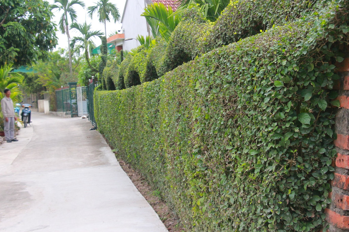 Ông Hải cho biết, đến thời điểm này linh vật rồng đã hoàn thiện, một con rồng khổng lồ với chiều dài khoảng 20 m, nằm uốn lượn trên bờ tường dậu. Đầu rồng có 4 râu (2 râu dài, 2 râu ngắn) và bờm (bờm tỏa ra từ sau gáy hướng về sau lưng). Mắt rồng hướng về viên ngọc, miệng há trong tư thế đang lao nhanh về phía trước để ngậm lấy viên ngọc… 