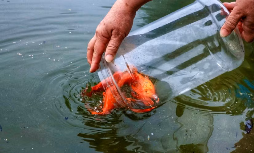 Theo quan niệm dân gian, vào ngày này, ông Công, ông Táo sẽ cưỡi cá chép về trời, bẩm báo với Ngọc Hoàng tình hình 1 năm dưới hạ giới. Chính vì thế, việc phóng sinh cá chép được xem là một nghi lễ không thể bỏ qua. (Ảnh VOV)