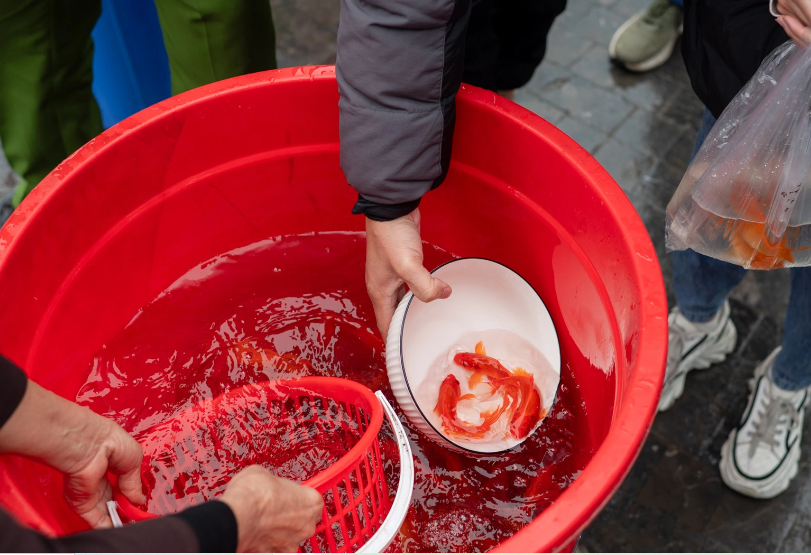Theo tín ngưỡng dân gian, ngày lễ cúng 23 tháng Chạp là dịp các gia đình Việt Nam tiễn ''thần bếp'' lên chầu trời, cá chép là "phương tiện" đưa ông Công ông Táo lên thiên đình báo cáo công việc suốt một năm qua. (Ảnh Dân Trí)