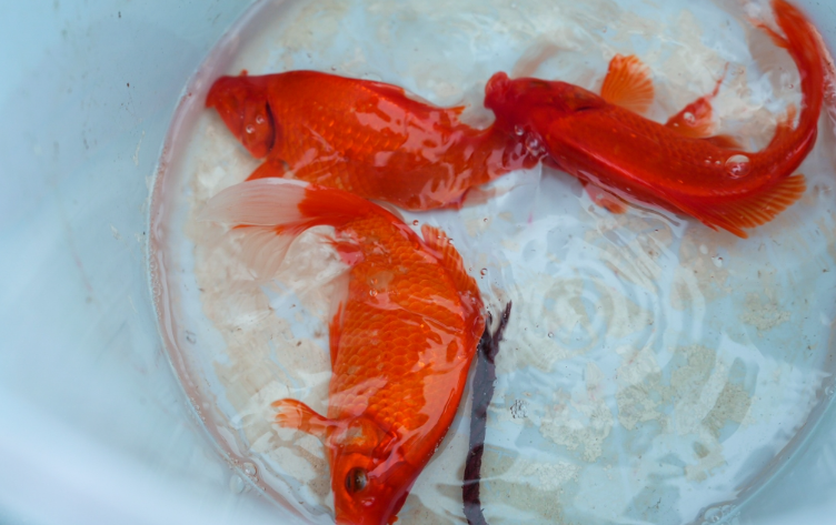 Cá chép từ túi nilon được thả vào thùng nhằm tránh việc người dân thả cá rồi vứt cả túi nilon. (Ảnh VOV) 