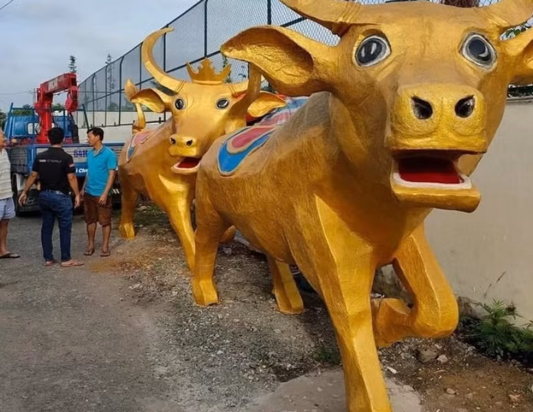 Những chú trâu vàng có vẻ khá hoảng hốt.