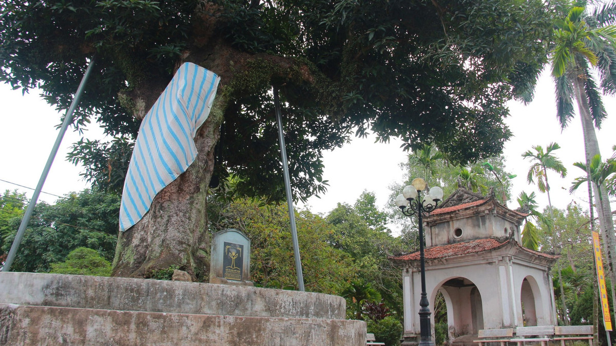 Hai cây muỗm này có tên khoa học là Mangifera Foetida Lour hay còn được gọi là cây quéo.