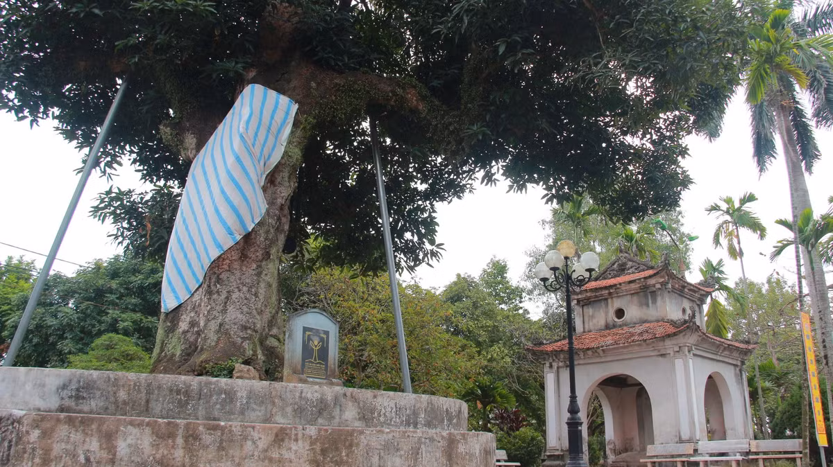 Hai cây muỗm này có tên khoa học là Mangifera Foetida Lour hay còn được gọi là cây quéo.