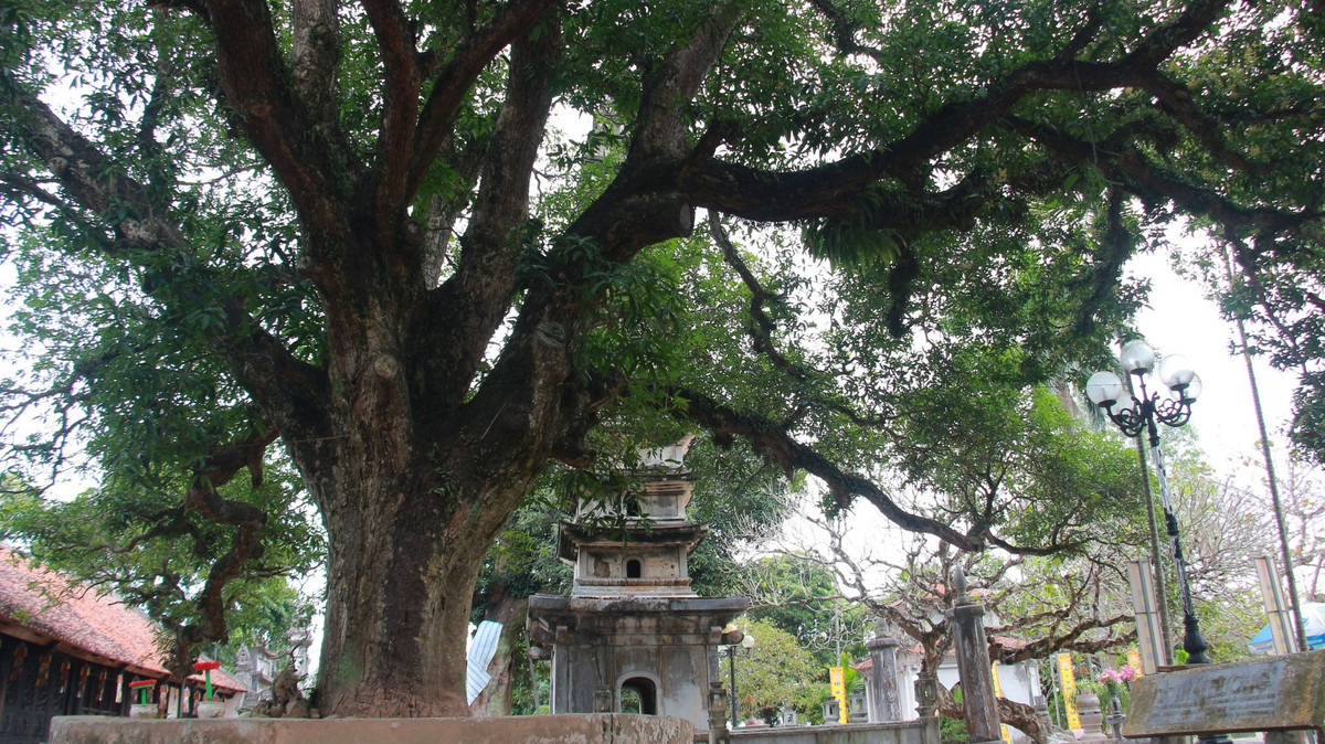 Hai cây muỗm có hình dáng bề thế, thân tròn đều, đường kính chỗ lớn nhất của 2 thân cây lần lượt là 1,43m và 1,14m; chiều cao tính đến ngọn cây là 18,5 và 19m; có nhiều cành lớn tán xòe rộng, đường kính của tán là 19,7 và 25,9m. 