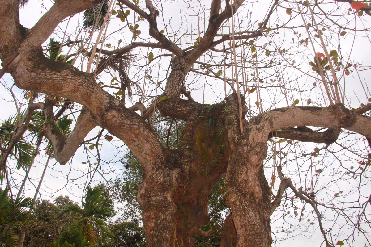 Có nhiều cành non đang vươn mình phát triển.