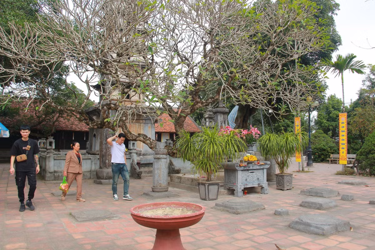 Cây đại trồng trước ngọn tháp Phổ Minh có tuổi đời hàng trăm năm, gốc to, da xù xì, tán rộng, thân cây tựa dáng rồng bay.