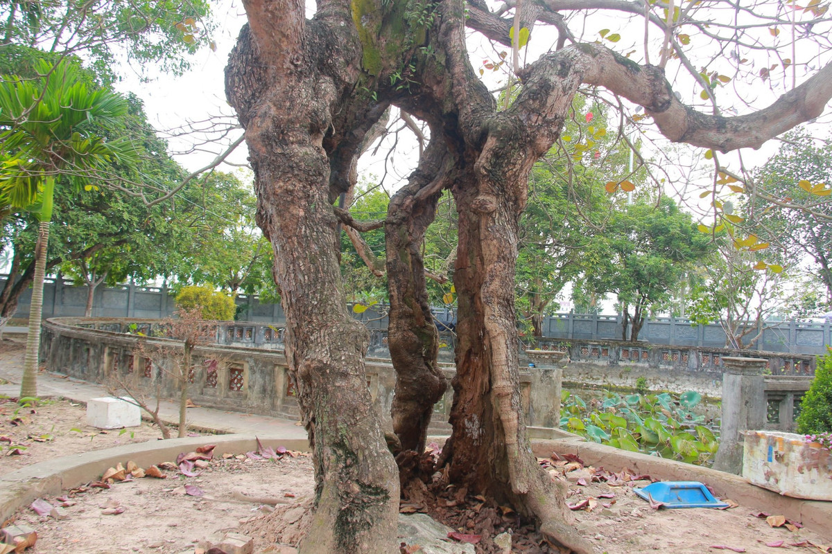 Ngoài ra, trong khuôn viên chùa Phổ Minh cũng có 1 cây bàng đã bị rỗng ruột toàn bộ thân cây, song cây bàng vẫn phát triển tốt.