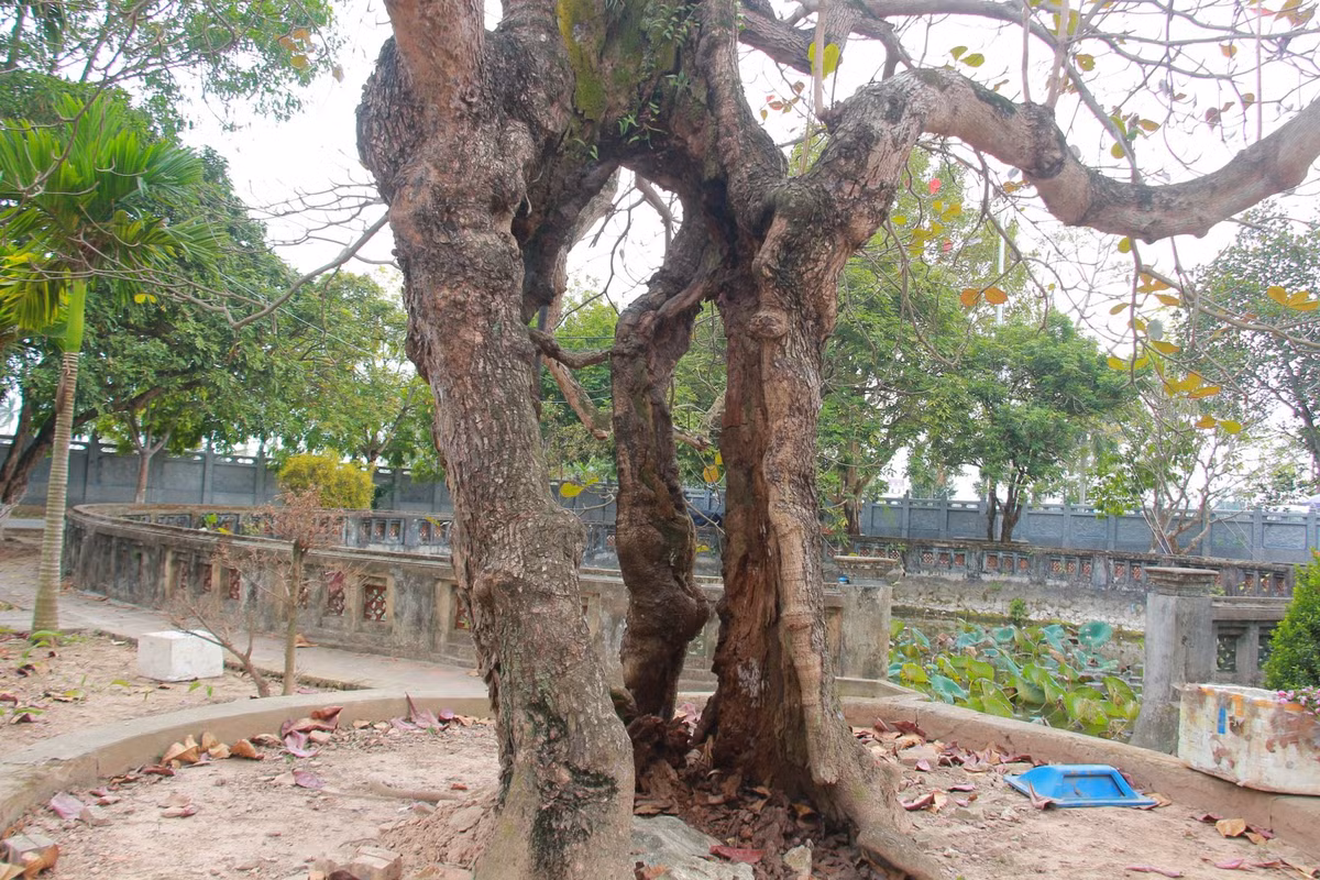 Ngoài ra, trong khuôn viên chùa Phổ Minh cũng có 1 cây bàng đã bị rỗng ruột toàn bộ thân cây, song cây bàng vẫn phát triển tốt.