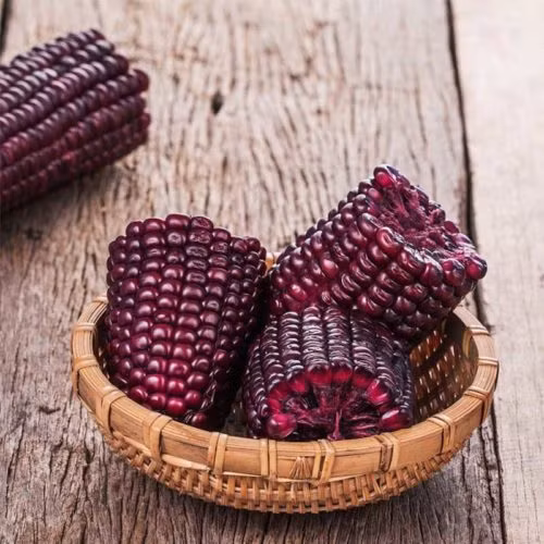 Để phát huy tối đa công dụng quý của ngô tím bạn có thể ăn ngô luộc, salad ngô, ngô bung hoặc làm sữa ngô để uống. Ảnh: Hoaquavietnam.