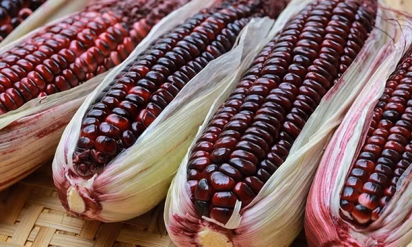 Theo nghiên cứu của trường Đại học Doshisha, Nhật Bản sắc tố anthocyanin trong ngô tím giúp điều hòa huyết áp, do ngô này đặc biệt tốt với những bệnh nhân bị cao huyết áp và những bệnh nhân bị tim mạch. Ảnh: Danviet.