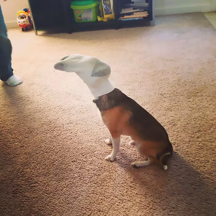 Trò chăm sóc thú cưng độc đáo của cậu chủ nhỏ khiến cha mẹ và thú cưng cũng sợ chết khiếp.