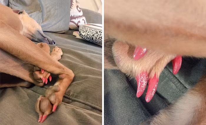 Tội nghiệp em cún cưng này, sơn móng chân hồng biết gặp bạn gái thế nào đây? Nguồn ảnh: Borepanda.