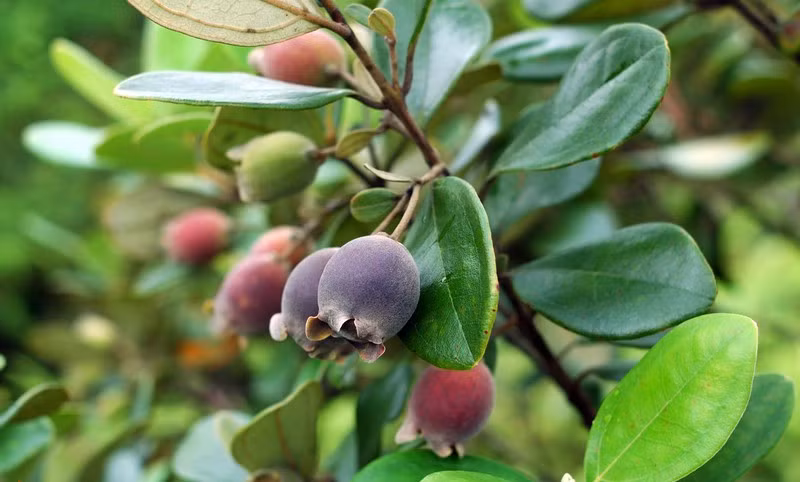 Bài thuốc chữa yếu sinh lý được kết hợp quả sim khô với trứng gà, rượu trắng và đường phèn nấu lên cho người bệnh uống giúp trị xuất tinh sớm rất hiệu quả.Ảnh: YDVN.net.