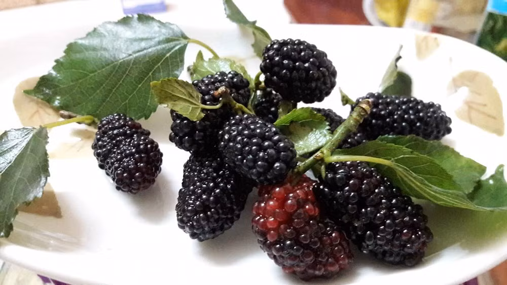 Công thức chi tiết: 2kg dâu chín đem rửa thật sạch, để khô nước sau đó cho vào bình thủy tinh, rót rượu vào, đậy nắp kín khoảng nửa tháng. Chắt riêng nước dâu ra một cái bình khác để uống. Ảnh: Kiến thức. 