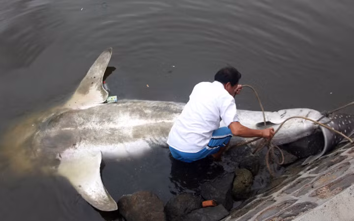 Sau quá trình bảo tồn, nó sẽ được trưng bày với mục đích giáo dục công chúng về bảo vệ động vật