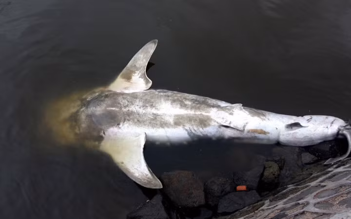 Cá mập voi là loài động vật dễ bị tổn thương và được bảo vệ bởi luật pháp Trung Quốc, theo Hiệp hội Bảo tồn Động vật hoang dã Trung Quốc (CWCA).