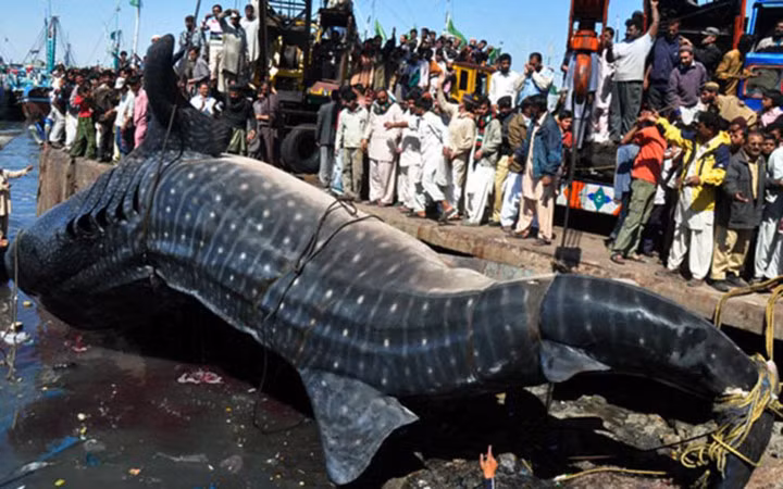 Trước đó, ngư dân cũng bắt được chú cá mập voi "khủng", nặng tới hơn 7.000 kg. (Ảnh: Pinterest)