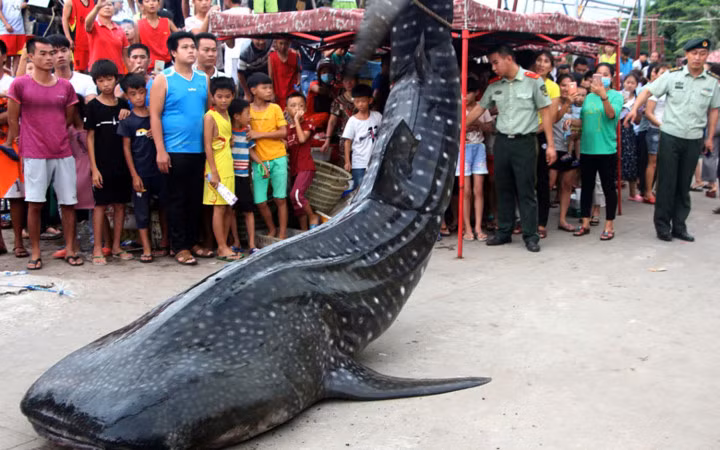 Người dân tụ tập rất đông để chứng kiến tận mắt sinh vật biển khổng lồ.
