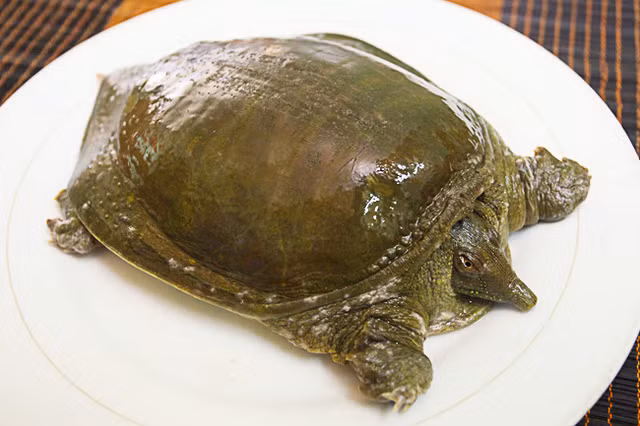 Ăn ba ba non dễ bị nhiễm độc: Đây là nhận định của rất nhiều nghiên cứu. Ba ba trưởng thành sẽ ít độc tố hơn ba ba nhỏ, thông thường bạn nên lựa chọn ba ba từ 500g trở lên hoặc chất lượng nhất là tầm 8-9 tháng tuổi. Ảnh: Sức khỏe đời sống. 