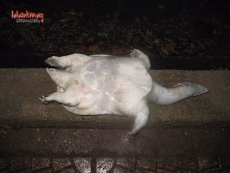 Ăn thịt ba ba chết: Ba ba là một trong những loài ăn rất tạp, thậm chí chúng ăn cả những thức ăn đã bị thối rữa. Vì thế, trong nội tạng của ba ba chứa rất nhiều vi khuẩn. Ảnh: Hồ hoàn kiếm. 