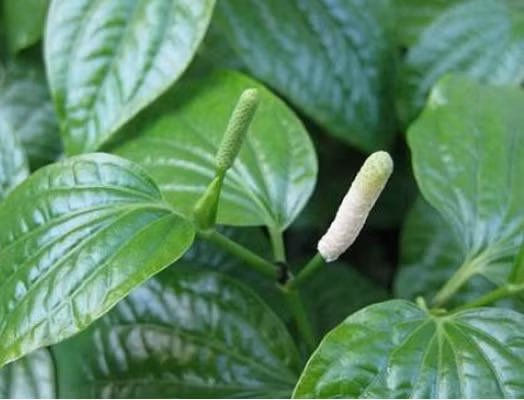 Vì lá lốt có tác dụng kháng khuẩn, chống viêm và giảm đau nên mới có những công dụng đặc biệt tốt trong việc chữa bệnh vùng kín cho phụ nữ. Ảnh: Heathplus.