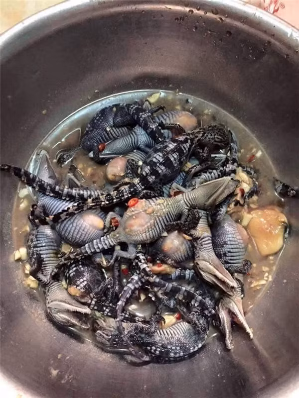 Món ăn rùng rợn này là kỳ nhông sống ướp trước khi chế biến.