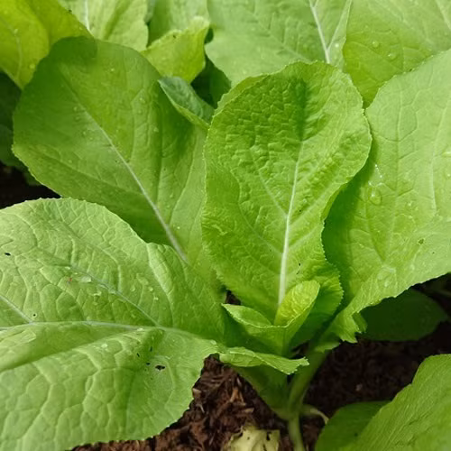 Thịt gà ăn với rau cải: đây là hai loại thực phẩm có tính trái ngược nhau, trong khi thịt gà có tính ấm thì rau cái lại có tính hàn. Hai loại thực phẩm này kết hợp với nhau có thể gây nên các chứng bệnh ở đường tiêu hóa điển hình là bệnh kiết lị, đau bụng đi ngoài… Ảnh: aloari