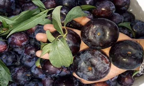 Moi dau mua, dan Viet an hon 7.000 tan man Trung Quoc-Hinh-2