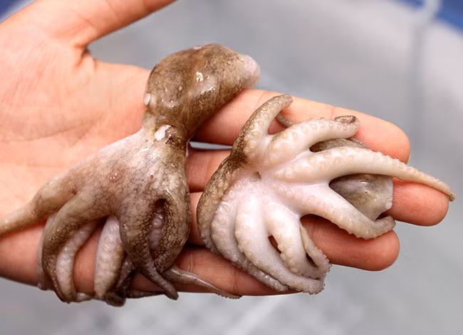 Đối với những trường hợp có tiền sử bị dị ứng với hải sản thì cũng nên cẩn thận khi sử dụng bạch tuộc. Mọi người có thể ăn trước một lượng nhỏ nếu cảm thấy không có vấn đề gì bất thường có thể ăn tiếp còn nếu xuất hiện dấu hiệu dị ứng thì dừng ngay và liên hệ với bác sĩ chuyên khoa để được giúp đỡ. Ảnh: Hải sản tươi sống. 