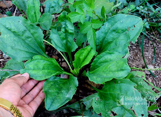 Để chế biến trà mã đề cai thuốc lá cần chuẩn bị những nguyên liệu và vật dụng sau: lá mã đề, nửa lít nước, bình thủy tinh. Ảnh: báo nghệ an. 