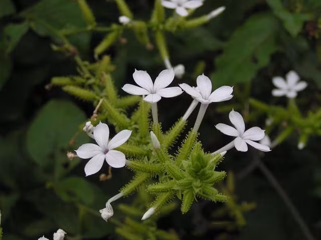 Loại cây này mọc bò ven các bờ ruộng, các ngọn núi, sườn đồi, các khu đất hoang ở khắp nơi ở nước ta. Bạch hoa xà vị đắng, chát, tính hơi ôn, không độc và được xem là một cây thuốc quý nhưng rất dễ tìm. Ảnh: Tác dụng của cây. 