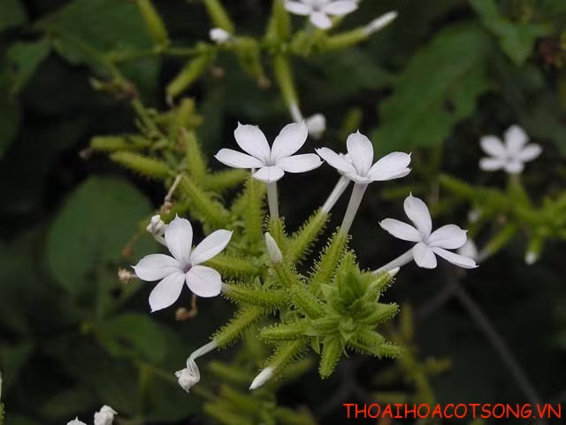 Mọi bộ phận của cây bạch hoa xà đều có thể sử dụng để làm thuốc. Mọi người có thể tham khảo một số bài thuốc từ bạch hoa xà trong Đông y sau đây. Ảnh: Thoái hóa cột sống. 