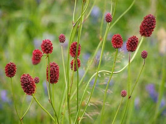 Bị chấn thương thổ huyết: kết hợp rễ cây cơm cháy, địa du, trắc bách diệp sắc lên uống. Ảnh: Diễn đàn. 