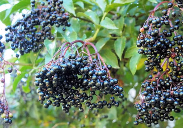 Loại cây này thường mọc thành từng bụi, có lá, thân cả hoa và quả đầy đủ, lá có mùi rất hăng, quả chín thường có màu đen sẫm. Ảnh: VnMedia. 