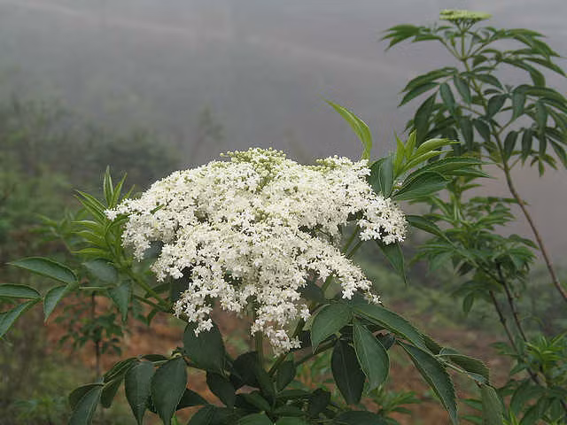 Dưới đây là một số bài thuốc từ cây cơm cháy trong Đông y. Dùng cho người bị gãy xương: lá và rễ cây cơm cháy đem giã nát đắp trực tiếp vào phần bị gãy xương sau đó cố định lại bằng băng gạc. Ảnh: Cây thuốc quý. 
