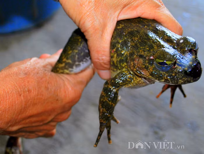 Mặc dù thịt ếch có thể gây nguy hiểm đến cả tính mạng của mọi người thế nhưng không phải vì thế mà chúng ta lại bỏ qua thực phẩm giàu dinh dưỡng này. Bạn cần áp dụng những cách chế biến thịt ếch an toàn dưới đây. Ảnh: Dân việt. 
