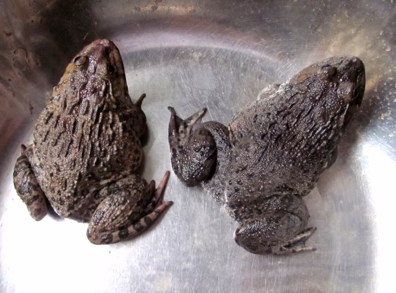 Bạn có thể bị ngộ độc nếu ăn phải thịt ếch được đánh bắt bằng cách dùng hạt mã tiền bởi đây là một chất cực độc có thể khiến người ăn phải trúng độc bị co giật, tổn thương thần kinh… Ảnh: Dân việt. 